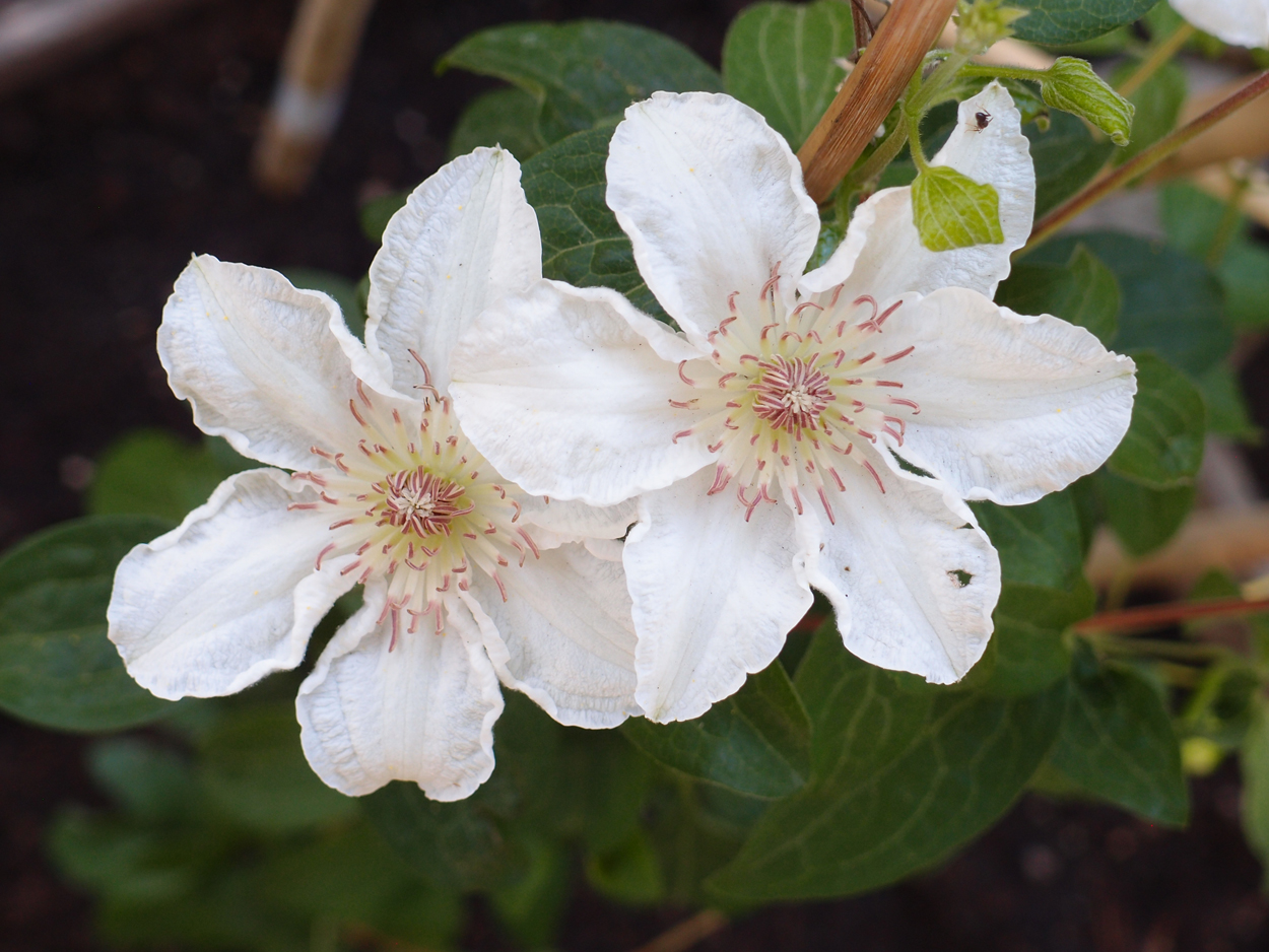 2019-06-14 wendel - der Garten